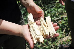 Sterben unsere Buchenw&auml;lder?