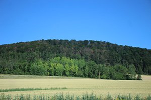 Sterben unsere Buchenw&auml;lder?