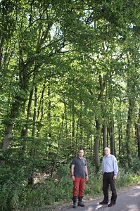 Sterben unsere Buchenw&auml;lder?