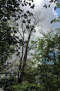 Sterben unsere Buchenw&auml;lder?