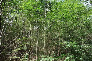 Sterben unsere Buchenw&auml;lder?