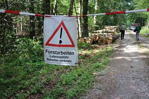 Sterben unsere Buchenw&auml;lder?