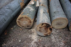 Sterben unsere Buchenw&auml;lder?