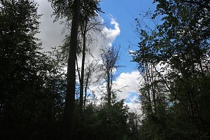 Sterben unsere Buchenw&auml;lder?