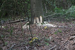 Sterben unsere Buchenw&auml;lder?