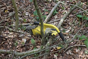Sterben unsere Buchenw&auml;lder?