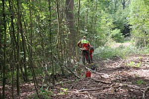 Sterben unsere Buchenw&auml;lder?