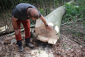 Sterben unsere Buchenw&auml;lder?