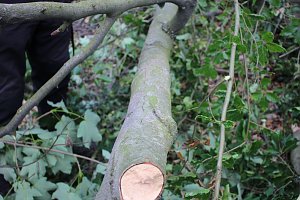 Sterben unsere Buchenw&auml;lder?