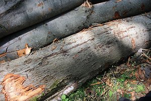 Sterben unsere Buchenw&auml;lder?