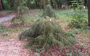 Vandalismus im Park Hohenrode