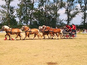 Gro&szlig;es Ponyfest Gro&szlig;enehrich