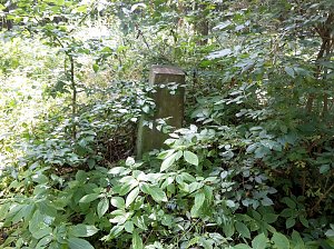 Geschichte vergammelt im Wald