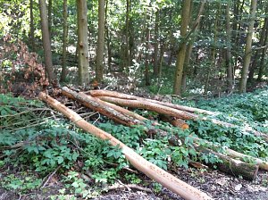 In der Windleite unterwegs