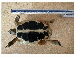 Landschildkröte gefunden !