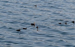 Peter Blei unterwegs am Stausee Kelbra