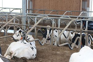 Milchproduktion in Wipperdorf