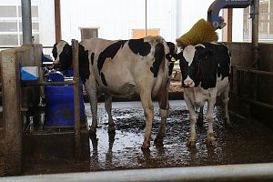 Milchproduktion in Wipperdorf