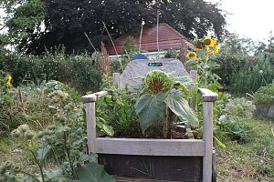 Sommerkonzert im Gemeinschaftsgarten