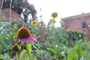 Sommerkonzert im Gemeinschaftsgarten