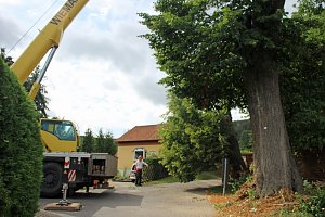 Baumpflege mit Kran