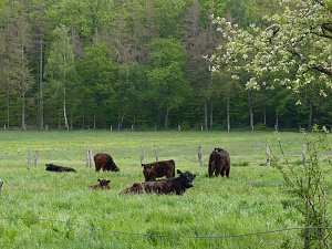 Bilder aus Rodishain