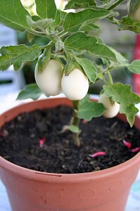 Seltsame Früchte