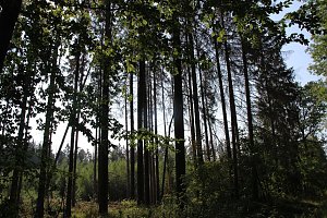 Wie gef&auml;hrlich wird unser Wald?