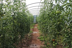 Ein Besuch beim &ouml;kologischen Gartenbau in Salza