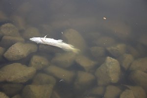 Schnelle und unkomplizierte Hilfe f&uuml;r den Parkteich