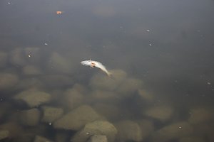 Schnelle und unkomplizierte Hilfe f&uuml;r den Parkteich