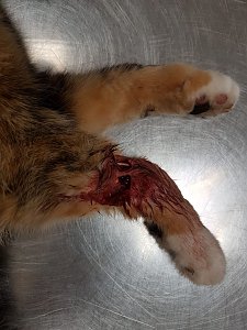 Katze in Schlagfalle gefangen