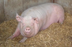 Archetierschau auf der Forstfarm