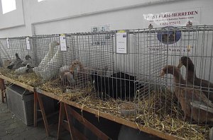 Archetierschau auf der Forstfarm