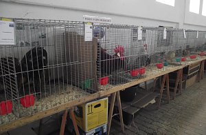 Archetierschau auf der Forstfarm