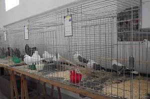 Archetierschau auf der Forstfarm