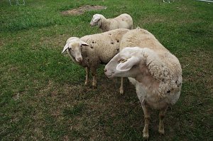 Archetierschau auf der Forstfarm