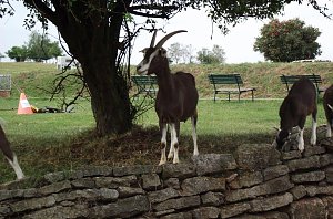 Archetierschau auf der Forstfarm