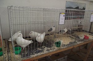 Archetierschau auf der Forstfarm