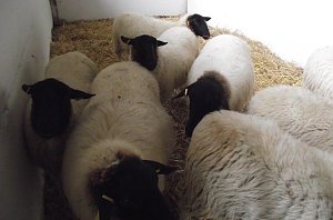 Archetierschau auf der Forstfarm