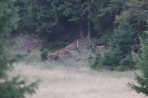 Rotwild im Harz