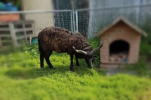 Tiere gefunden