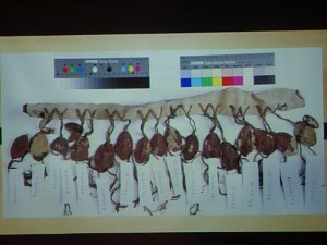 Vortrag zu historischem Sensationsfund