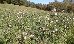 84. BUND-Einsatz f&uuml;r die Natur