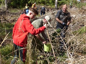 1.000 Stecklinge müssen in die Erde