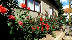 Gro&szlig;e Beteiligung am  25. "Frankenh&auml;user Blumensommer" 2019