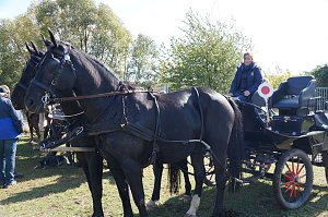 Südharz Rallye für Pferdegespanne