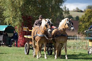 Südharz Rallye für Pferdegespanne