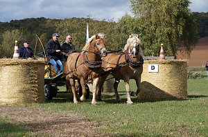 Südharz Rallye für Pferdegespanne