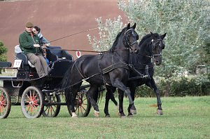 Südharz Rallye für Pferdegespanne